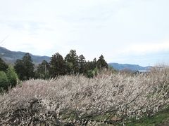 早朝に千葉県を出発。
10時過ぎに梅林に到着したが、梅の花は終わっていた・・・。
