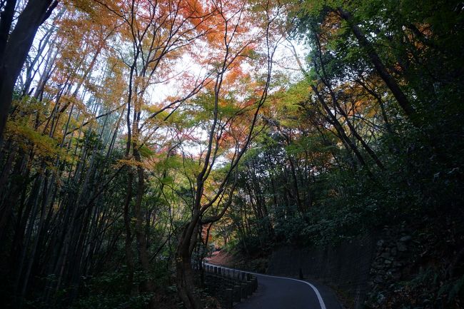 山の方へ上って行くアスファルト道。<br />道の両側はそれなりにもう紅葉の林です。