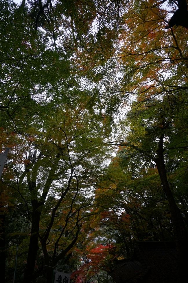 曇っているので、写真としての美しさはイマイチなんですが、このアングル最高ですねえ。石段の傾斜とモミジの枝振りは計算していたかもしれませんが、最後は、やっぱり自然の営みというか偶然の産物。