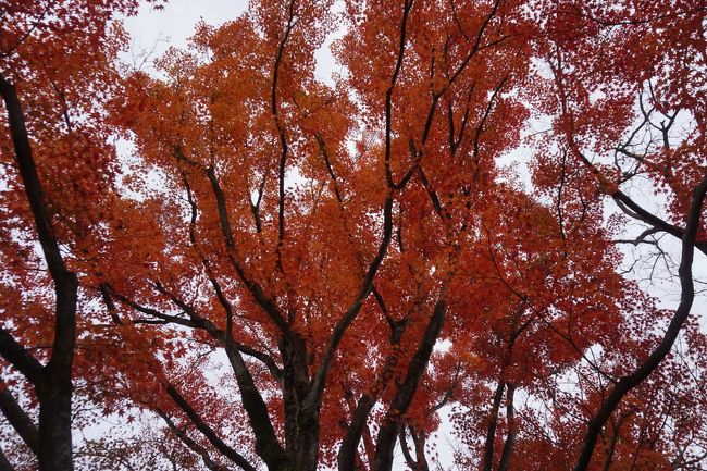 もう終盤の紅葉だと思いますが、見事な色づきです。