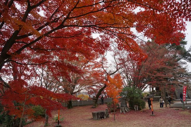 ただ、今の時期はやっぱり境内の真っ赤な紅葉が一番の見どころ。