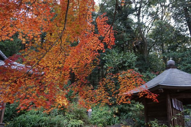 日が差すと美しさが違うんですが、そこは仕方がありませんね。