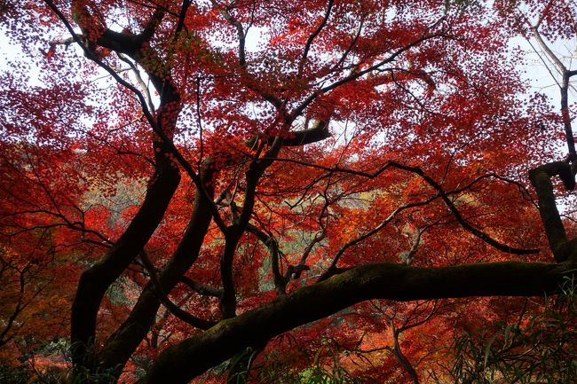 その道すがらがまたまた見事な紅葉ですよ～