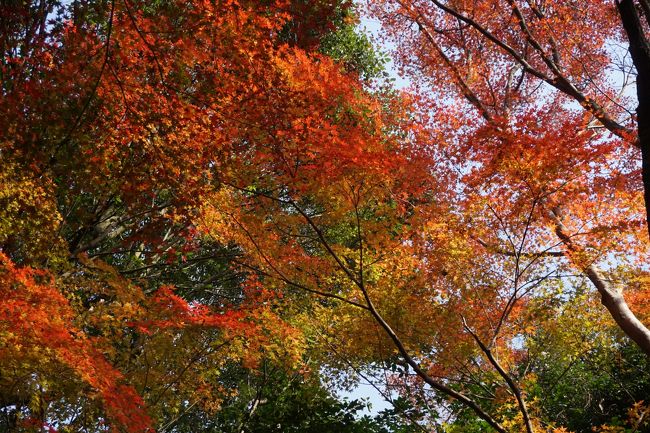 これは嬉しい。