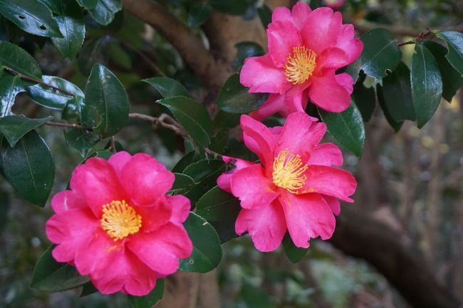 山茶花も確認して、たびたびさん元気いっぱいです。