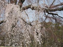 満開の桜