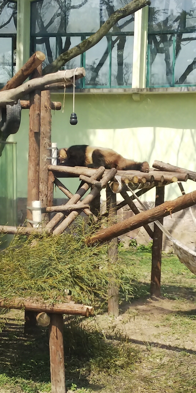 ４日目／５日間 上海動物園・一頭しかいなかったパンダ。しかもお休み中。