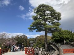 定番の鶴岡八幡宮、桜咲いてます！
ここは弁天様です。