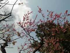 北野天満宮の梅もそろそろ終わり