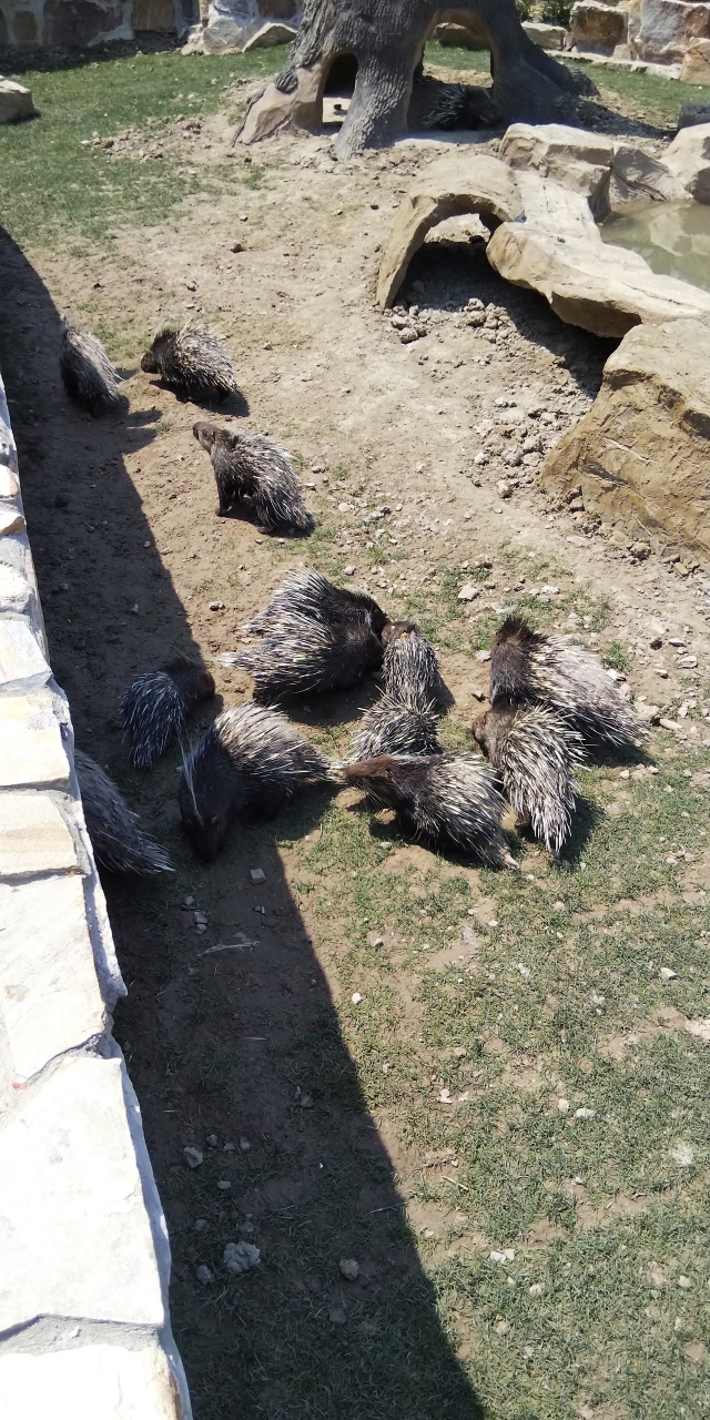 ４日目／５日間 上海動物園・ハリネズミうぢゃうぢゃ。