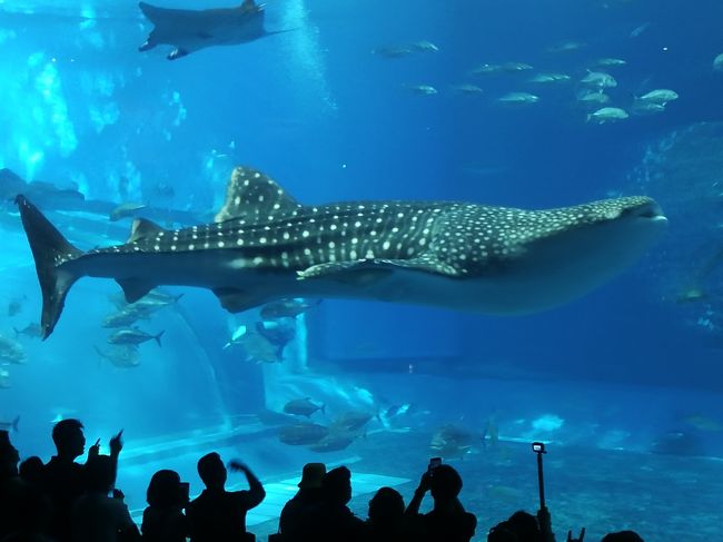 美ら海水族館 黒潮の海 ジンベエザメ マンタ 美ら海 本部 今帰仁 沖縄県 の旅行記 ブログ By Azさん フォートラベル 美ら海水族館 黒潮の海 ジンベエザメ マンタ 美ら海 本部 今帰仁 沖縄県 の旅行記 ブログ By Azさん フォートラベル