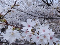 バス停に着いたら春休みでゲストが多く、１７：４０の便は満席とのこと。

次の便は１８：１０だけど１５分くらい遅れて来るとのことで、それだと絶対飛行機に間に合わないのでミラコスタに引き返しました。

ベルデスクで手続きしてなんとか１７；５５発のリムジンバスに乗りましたが、こちらもいつもの倍以上のゲストが乗っており、最初から２台のバスが手配されていていました（さすがホテル！）。

この写真はミラコスタのエントランス横から撮りました。