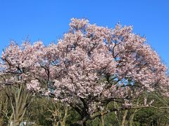 京王線八幡山駅から１０分程歩いて08:10頃蘆花恒春園に到着。