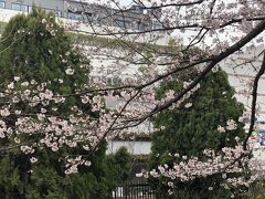 練馬駅北口の公園の桜