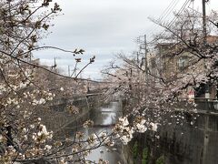 ここら辺は両側に桜があるけど６分咲き