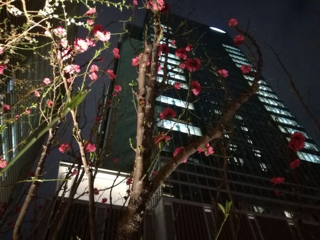 １９ 東京 日本橋桜フェスティバル 花時計のホットケーキ 日本橋 東京 の旅行記 ブログ By たーさん フォートラベル