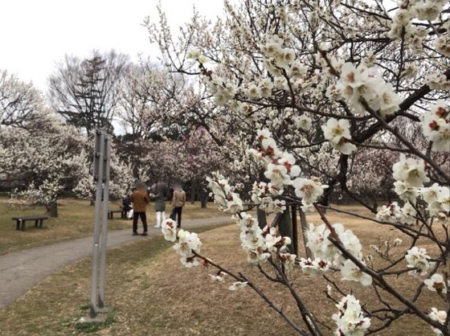 大宮公園の梅まつり19 大宮 埼玉県 の旅行記 ブログ By としさん フォートラベル 大宮公園の梅まつり19 大宮 埼玉県 の旅行記 ブログ By としさん フォートラベル
