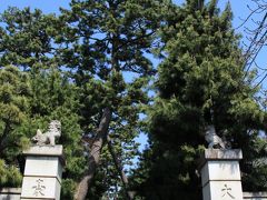 豪徳寺の門柱の先に松林の参道。その先に山門があります。