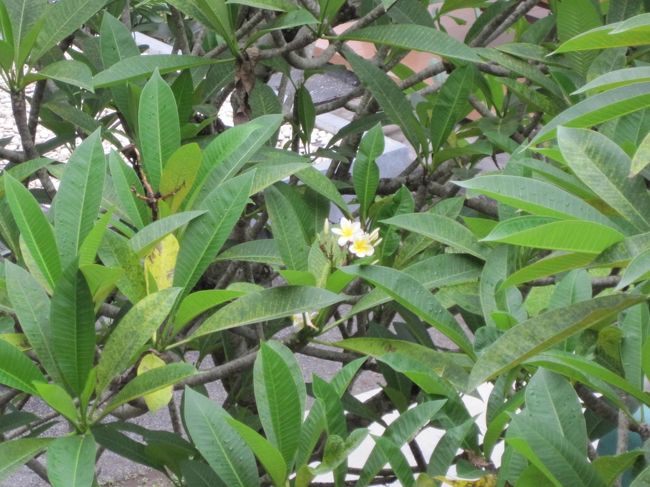 プルメリアが咲いている。