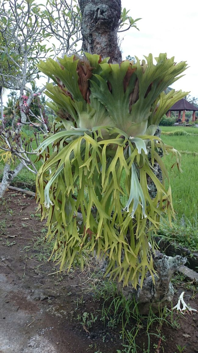 これ、コウモリランだろうか・・・<br />日本じゃ観葉植物の小さいのしか見たことがない<br /><br />とにかく観葉植物のでっかいやつが庭にうじゃうじゃある。