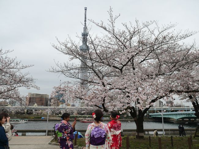 東京浅草 満開の隅田公園 桜まつり19 を訪れて 浅草 東京 の旅行記 ブログ By Sakatomoさん フォートラベル 東京浅草 満開の隅田公園 桜まつり19 を訪れて 浅草 東京 の旅行記 ブログ By Sakatomoさん フォートラベル