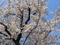 世田谷城址公園の桜は満開でした。
公園内には、昔のおもかげを残す土塁や丘、谷があります。