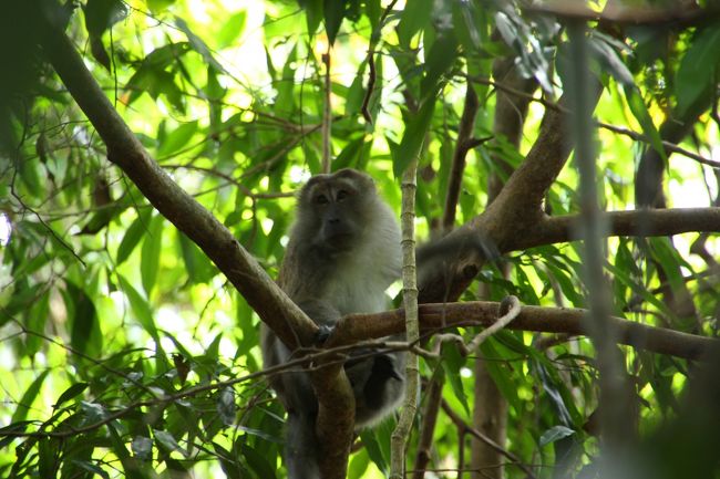 ☆Crab-eating Macaque  , Koh Adang @ Mu Koh Lipe<br /><br />森の中がガサガサするので見てみたら<br />カククイザルがいました。<br />カニクイザルはインドシナ半島南部、マレー半島、<br />およびスラウェシ島を除く東南アジアの島々に分布し、<br />体長40～65センチメートル、尾長45～65センチメートル、体重4～8キログラムで、体毛や顔の色には地方差が著しい。<br />海岸近くの低地林を好み、とくにマングローブ林に多く棲みます。<br />木の実や葉など植物性食物を中心に、昆虫、カニ、クモなども食べる雑食性で<br />20～70頭の複雄群を形成します。