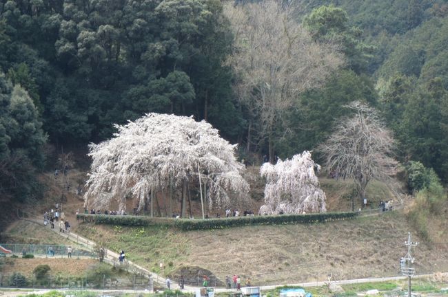 奥山田のしだれ桜を見に行きました 岡崎 愛知県 の旅行記 ブログ By ジローさん フォートラベル