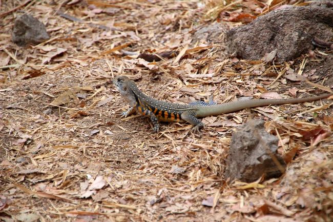 ☆Butterfly lizards ,  Koh Adang @ Mu Koh Lipe Thai<br /><br />枯葉のガサガサと音がするとたいていは<br />Butterfly lizards(蝶トカゲ）です。<br />危険でもなんでもありませんが爬虫類が苦手な人には<br />バツゲームかも(^^;)。