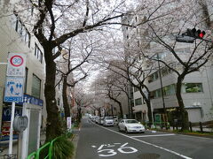 靖国通りの桜