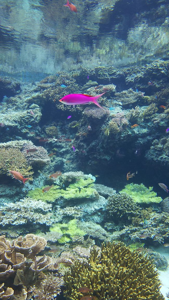 美ら海水族館 美ら海 本部 今帰仁 沖縄県 の旅行記 ブログ By Bunbunさん フォートラベル 美ら海水族館 美ら海 本部 今帰仁 沖縄県 の旅行記 ブログ By Bunbunさん フォートラベル