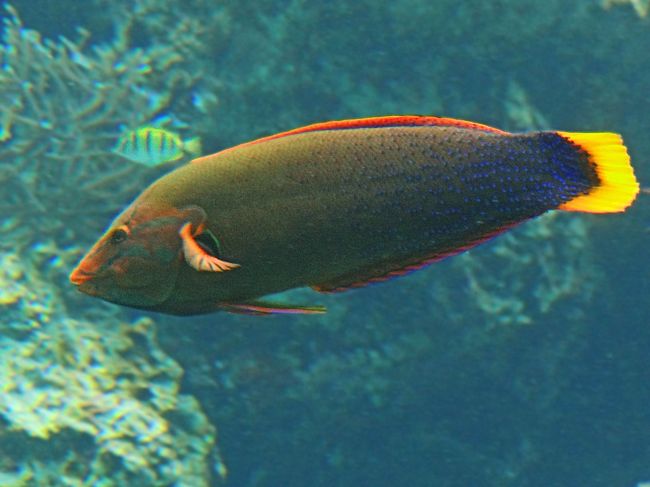 美ら海水族館 美ら海 本部 今帰仁 沖縄県 の旅行記 ブログ By Bunbunさん フォートラベル