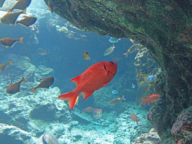 美ら海水族館 美ら海 本部 今帰仁 沖縄県 の旅行記 ブログ By Bunbunさん フォートラベル