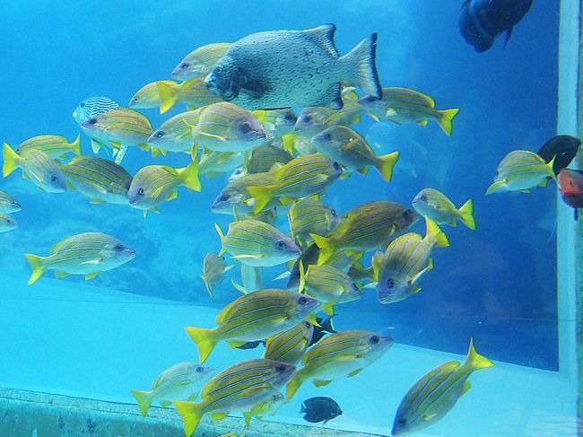 美ら海水族館 美ら海 本部 今帰仁 沖縄県 の旅行記 ブログ By Bunbunさん フォートラベル