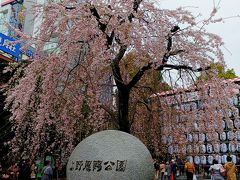 腹ごしらえが済んたので、上野公園に向かいまーす！
早咲きの枝垂れ桜も満開だー！(≧∇≦)