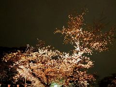 そう、夜桜の写真を撮ろうと戻ったんですが…生憎雨まで降ってきて…　しかも、ライトアップは、20時でお終いとか！＿|￣|○ il||li←上野に着いたとき、すでに20時過ぎてた
それでも、街灯の側に咲いてた桜を何枚か撮って、引き上げました。