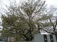 八王子駅傍の桜