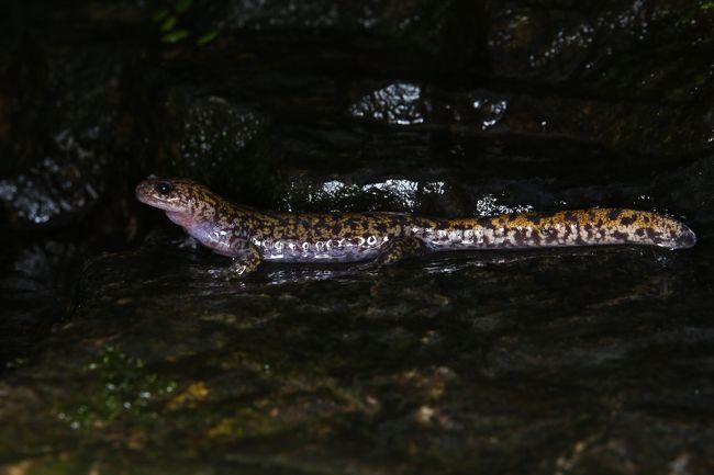 小型サンショウウオ探索記vol 3 念願のヒダサンショウウオに出会う 前編 伊丹空港 豊中 大阪 の旅行記 ブログ By Kemurさん フォートラベル