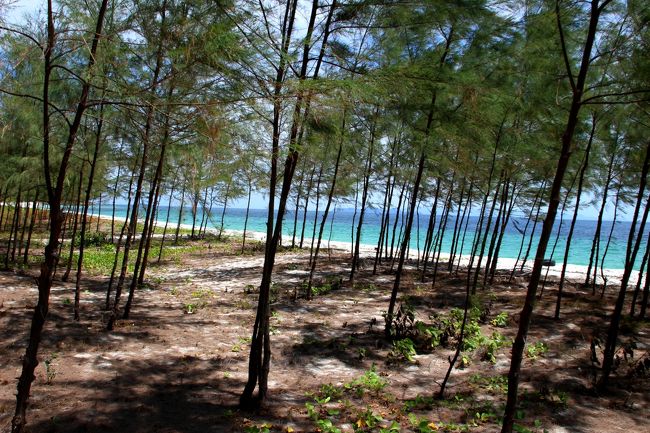 ☆Camp site of Koh Adang  @ Mu Koh Lipe Thai<br /><br />キャンプサイトの東海岸側はモキマオウの幼木林が広がっています。<br /><br /><br />