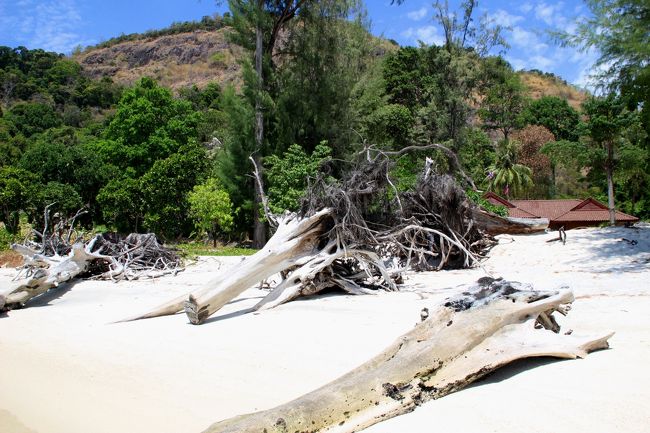 ☆Koh Adang Main Beach West @ Mu Koh Lipe Thai<br /><br />Main Beachの西側には波の浸食で倒れた倒木が根付きのまま<br />たくさん残されています。<br />右奥に見えている茶色の屋根はVisitor Centerです。