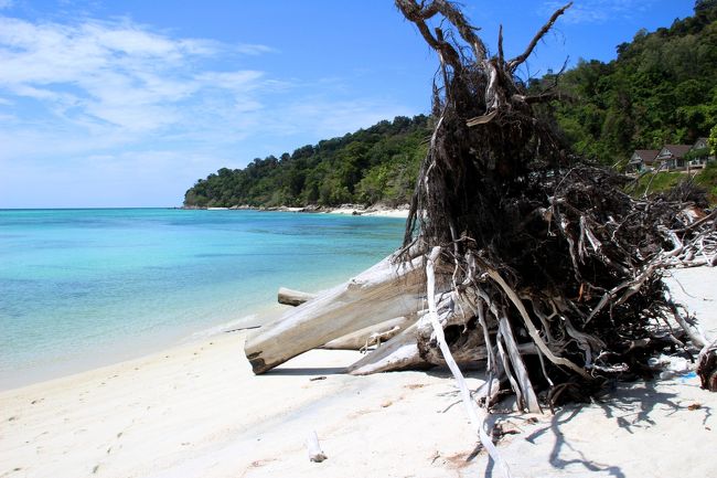 ☆Koh Adang Main Beach West @ Mu Koh Lipe Thai<br /><br />私が初めてアダン島を訪れたとこからこの倒木はたくさんありました。<br />温暖化の影響なのかインド洋大津波の影響なのかは不明です。<br />樹木はおそらくモクマオウだと思います。