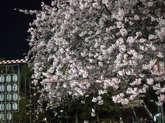 上野公園入口の早咲きの桜。