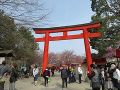 御池から地下鉄で北大路へ（日券２回目）そこからバスで平野神社（日券３回目）へやってきました。
大抵は自家用車のマリーですが、最近は駐車代金も馬鹿にならないので、公共交通機関を使います、飲酒も出来ますし（笑）
何故に北大路？それはコインロッカーが多いいからです。
