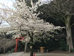 さて！ホテルのチェックインにはまだまだ時間があるので、これまた久しぶりに再訪の伊豆山神社を参拝。桜がキレイに咲いてました。