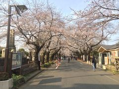 都立谷中霊園も桜のトンネルがきれいな場所です。
青山霊園、雑司ヶ谷霊園と並ぶ東京三大霊園の一つで、徳川慶喜をはじめとした徳川家当主、横山大観などや著名な画家、文学者、俳優などが眠っています。

桜の満開まではもう少し！でした。

平成最後のお花見！
もう少し桜の季節を楽しみたいと思います！