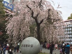 そして、お花見開始！

アメ横側から上野公園に入る入口にある「しだれ桜」。
いつもここの桜が一番に咲くんですよね。
曇ってちょっと残念だけど、キレイです！