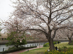 桜木町駅から山下公園に向けて桜散歩。この日はまだ桜は５分いってない木が多くて「来週が見頃かな」という感じでした。