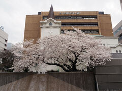 横浜海岸教会の桜。毎年見事に花を咲かせます。少し早いのか、こちらはほぼ満開でした。