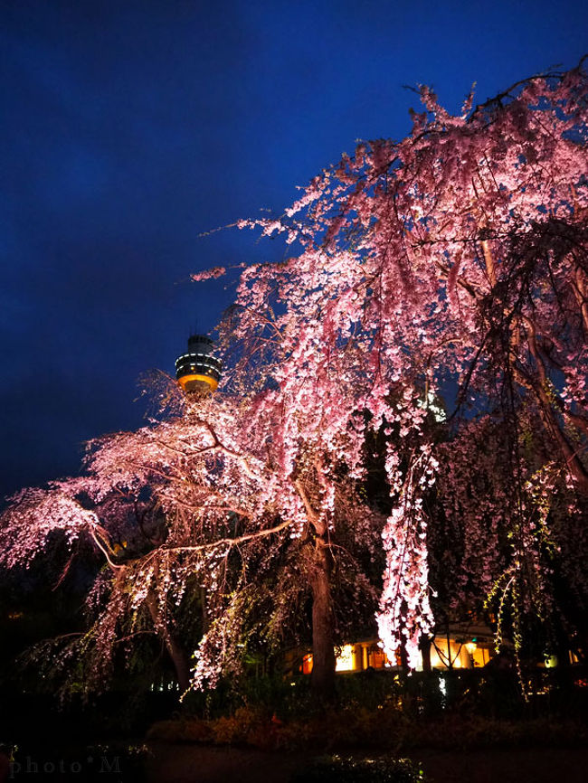 横浜さんぽ10 しだれ桜 いちごジャーニー 横浜 神奈川県 の旅行記 ブログ By さやえんどうさん フォートラベル