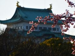 ホテルをチェックインしたあと、名古屋城に向かいました。
二の丸広場には早咲きの桜が咲いていました。
その桜の奥に天守閣が入るように撮ってみました。